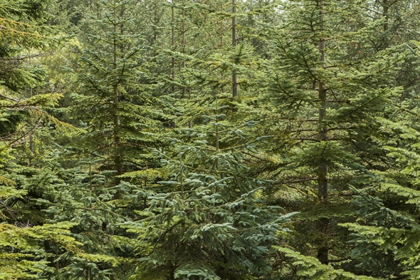 If Trees Could Talk, a digital response workshop